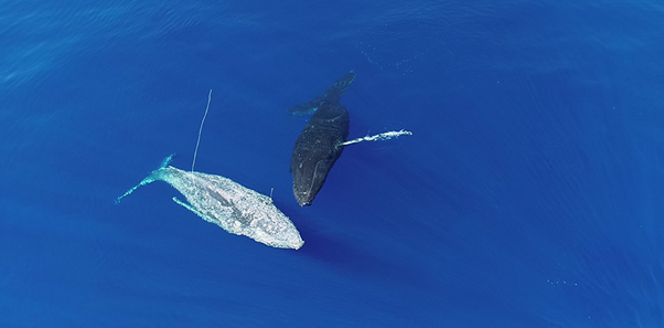 The dying whale and its companion as seen from above. Interactions appeared to be entirely wholesome.